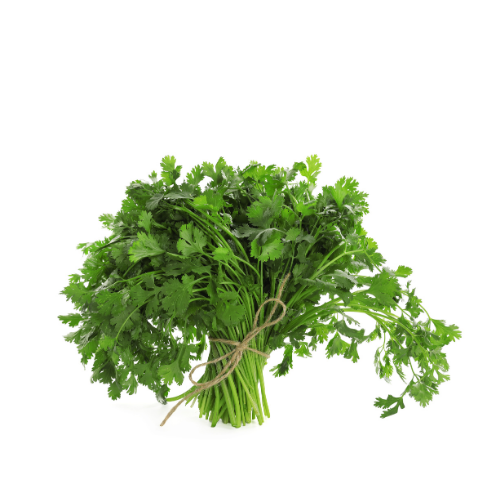 cilantro