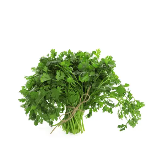 cilantro