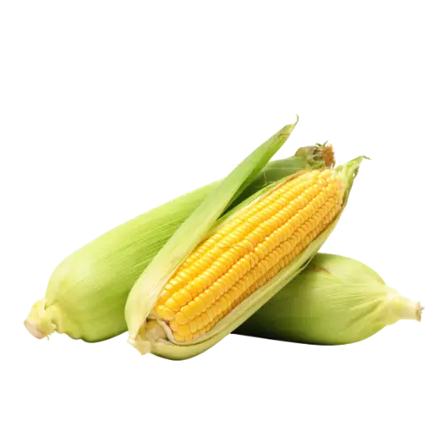 corn