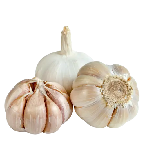 garlic