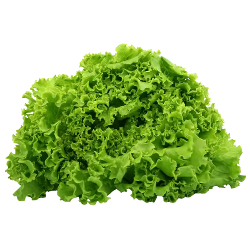 Lettuce recipes for wraps, salads, BLT sandwiches, and crisp salad bases. Featuring healthy chicken wrap, pf changs chicken lettuce wraps, and one pot Moroccan lettuce wraps