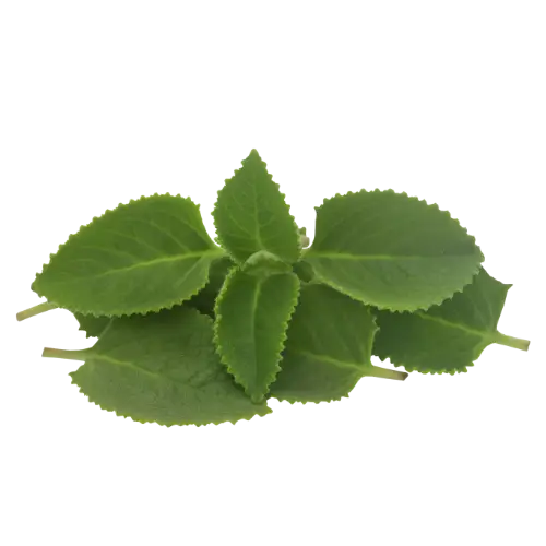 oregano