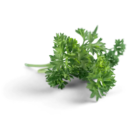 Parsley recipes for savory cooking and finishing , featuring the best ground beef meatballs, chicken cordon bleu casserole, and creamy chicken wild rice soup
