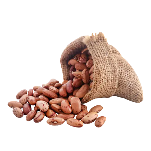 pinto bean