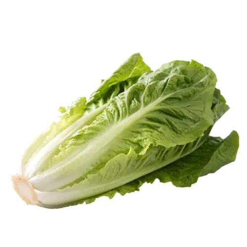 Romaine lettuce recipes for Caesar salads, healthy chicken wraps, and crisp lettuce-based dishes, featuring healthy chicken wrap