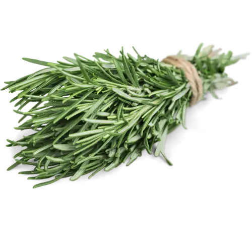 Rosemary recipes for breads, roasts, and savory cooking. Featuring homemade focaccia bread, chicken soup, and easy homemade crackers