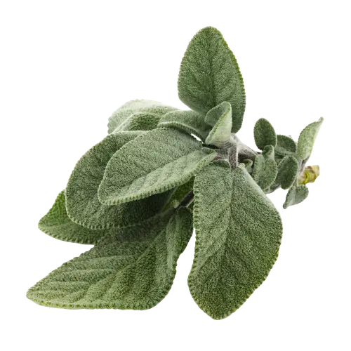 sage