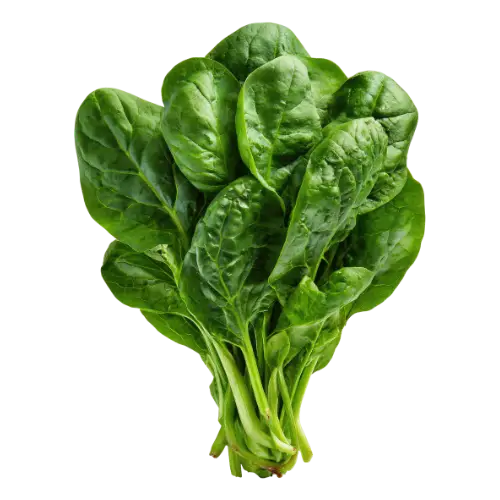 spinach leaf